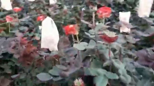 Обзор сорта Red eye смотреть онлайн