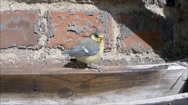 Лазоревка и интересные факты о ней смотреть онлайн