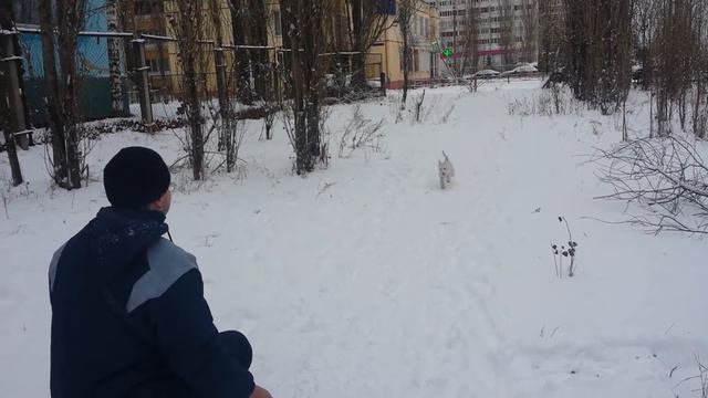 Дрессировка собак Цвергшнауцер 3,5 мес Альфа смотреть онлайн