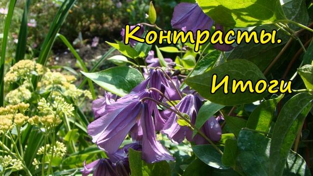 Клематисы. Сочетания цветов и форм смотреть онлайн