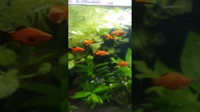 новые покупки мечики кои ?теперь прям веселая компания будет смотреть онлайн