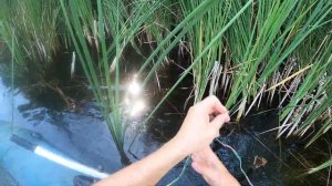 Ловля раков в раколовки на чеснок и хлеб