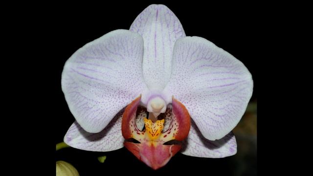 Phalaenopsis Tristar Peoker x Sogo Yukidian смотреть онлайн