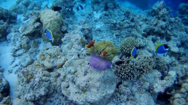 Актинии или морские анемоны охотятся при помощи стрекательных клеток смотреть онлайн