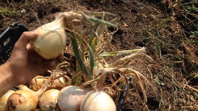 Лук Эксибишен. Технология выращивания лука Эксибишен, от зернышка до луковицы 700 грамм смотреть онлайн