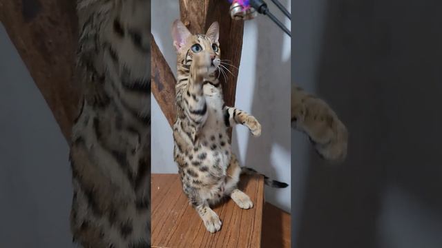 Бенгальский мальчик Ф2 Йогурт