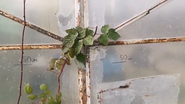 Обрезка лонгкейнов малины Маравилла, Мапема, Квелли.