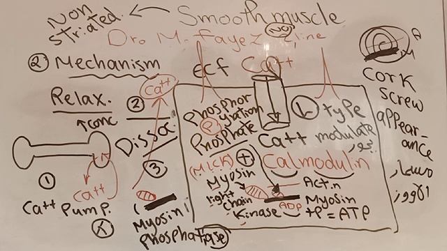 Smooth Muscle Part 1 Dr Mohamed Fayez смотреть онлайн