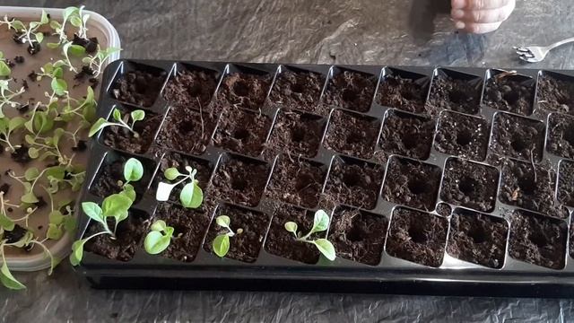 Табак! Пикировка табака восточный. смотреть онлайн