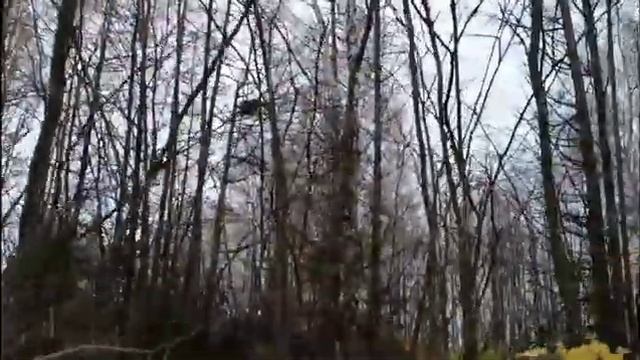 ОХОТА НА КУНИЦУ/ НАТАСКА КАРЕЛОФИНСКИХ ЛАЕК/ смотреть онлайн