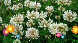 Клевер белый Ривендел. Краткий обзор, описание характеристик, где купить семена