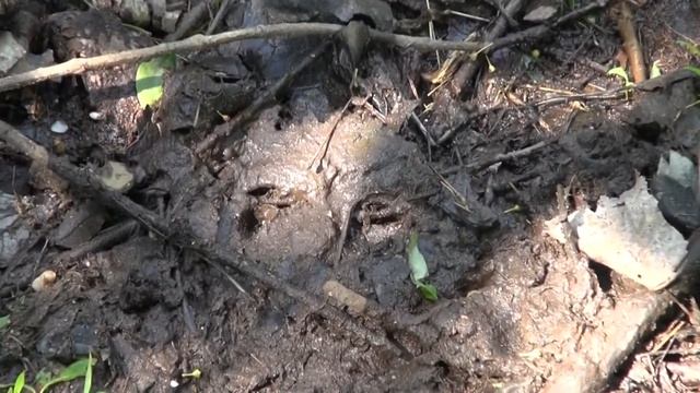 Phoenix Project - One Seed смотреть онлайн