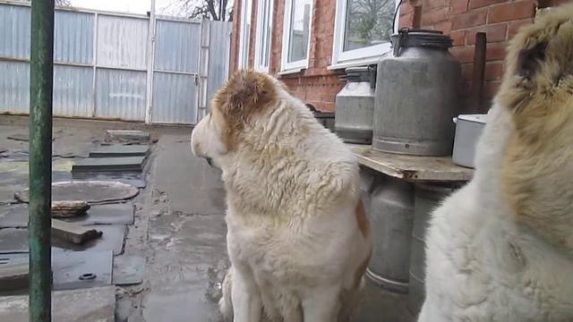 Мои любимые Шер и Принцесса Полла. смотреть онлайн