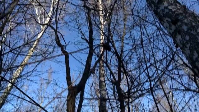 Охота на куницу с лайкой . Очередной трофей . смотреть онлайн