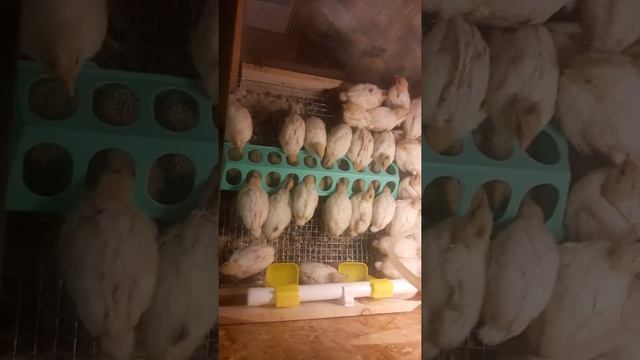 Перепела порода Техас, кормление перепелов, багданович, перепелам две недели. смотреть онлайн