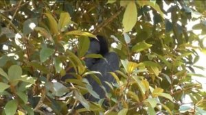 Малайский калао (Buceros rhinoceros) Rhinoceros Hornbill