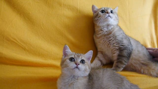 папа с дочкой окраса золотая шиншилла смотреть онлайн