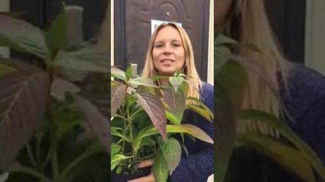 video 0 02 04 fc7ba40dd638aef99f0c0f35fc35dd958f8c2a9e4bf5eac811dfbff70575f4f1 V смотреть онлайн