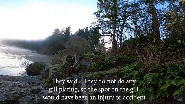 Fall Salmon Fishing The Most Beautiful River in Washington - Fishing WA - Another Fishing Adventure смотреть онлайн