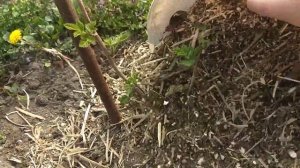 Весеннее мульчирование малины 30.03.2021