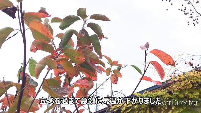 ダイソー観葉植物と初冬の庭 смотреть онлайн