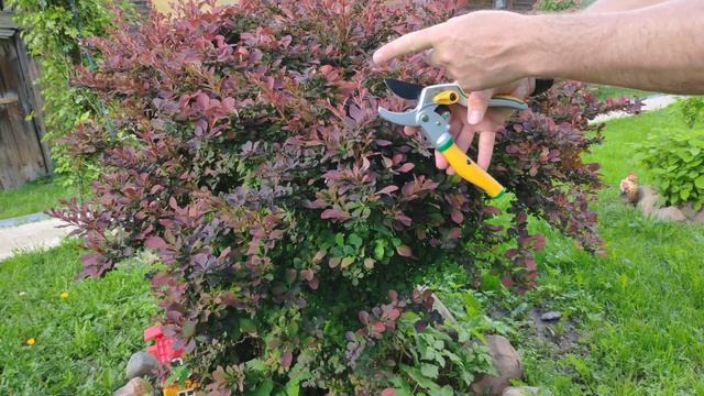 Секатор с храповым механизмом GREEN GARDEN 3140-1, вращающаяся нижняя ручка, лезвие из SK5 стали смотреть онлайн