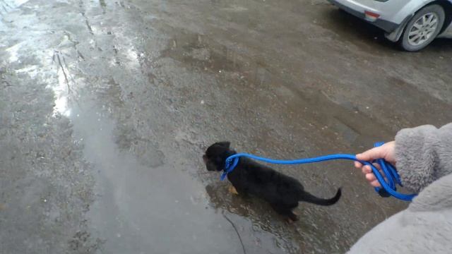 Мы взяли злого Ротвейлера| Новые команды|Агрессия на хозяина. #puppy ##rottweiler #ротвейлер