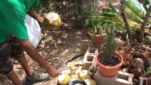 Rasta Farm I - Talk EPISODE 3 - Coconut Pawty - How to cut it open & get to the Water other benefit смотреть онлайн