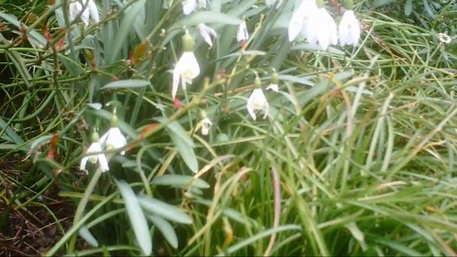 Natur pur- Kameratest Somikon 3in1-Action-Cam "DV-500" смотреть онлайн