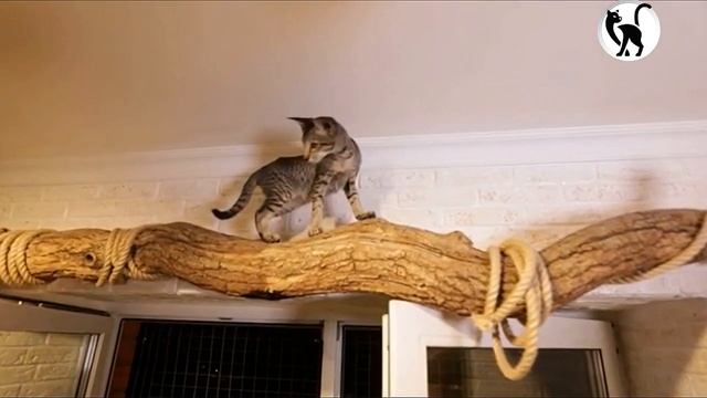 Ориентальная кошка. Содержание, уход, характер