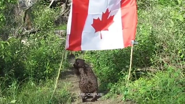 Бобр украл флаг Канады смотреть онлайн