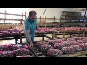 Подготовка улитки к зиме