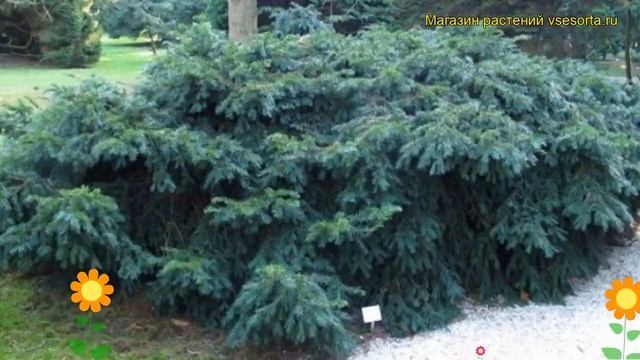 Тис ягодный Репанденс. Краткий обзор, описание характеристик taxus baccata Repandens смотреть онлайн