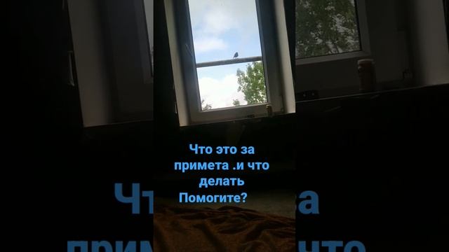 птица стучит в окно .что делать?к чему это смотреть онлайн