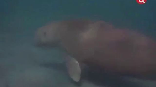 26 1991 Австралия Сокровищница моря - Подводная одиссея команды Кусто смотреть онлайн