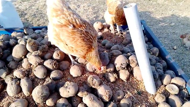 24.09.22 куры едят чечевицу смотреть онлайн