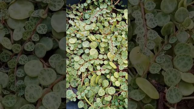 Peperômia Prostrata. смотреть онлайн
