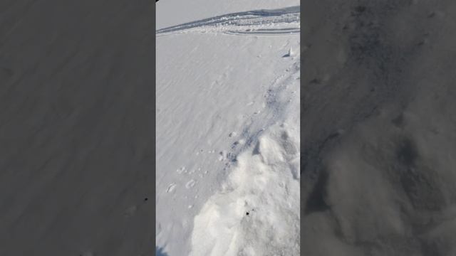 Ловля хариуса на блесну от Mr. Musurok #shorts