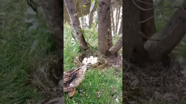 Гнездо утки. смотреть онлайн
