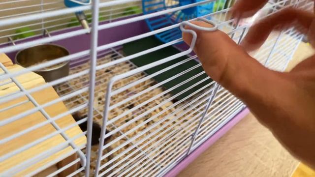 Будет ли мышь грызть ПВХ ткань? Она что, дура? смотреть онлайн