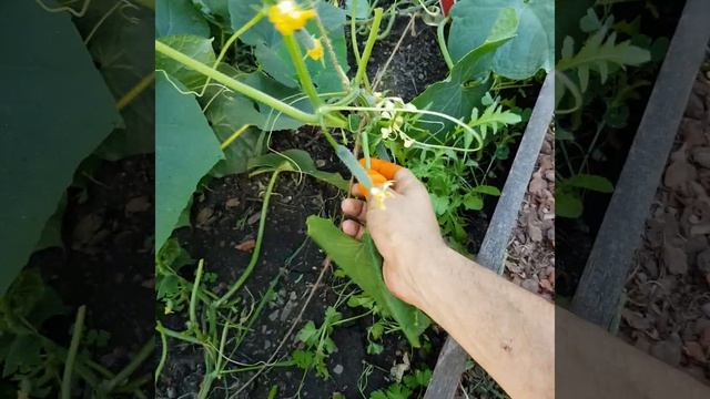 Перчатки (напалечник) для пасынкования и сбора урожая смотреть онлайн