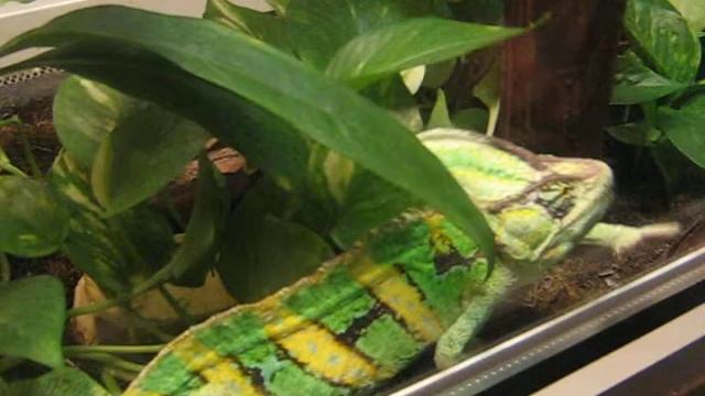 Черкасский зоопарк. Хамелеон. смотреть онлайн