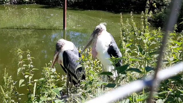 Парк Воробьи, Московская обл., 29 июня 2022 г. смотреть онлайн