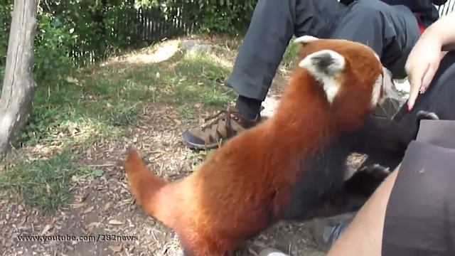 Ручная красная панда Red panda hand смотреть онлайн