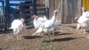 Содержание индюков Хайбрид Конвертер без хлопот!)