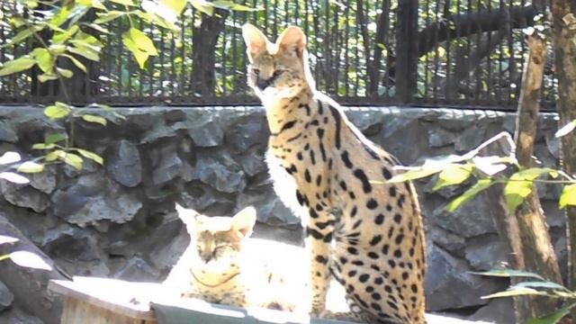Сервал - Felis serval смотреть онлайн