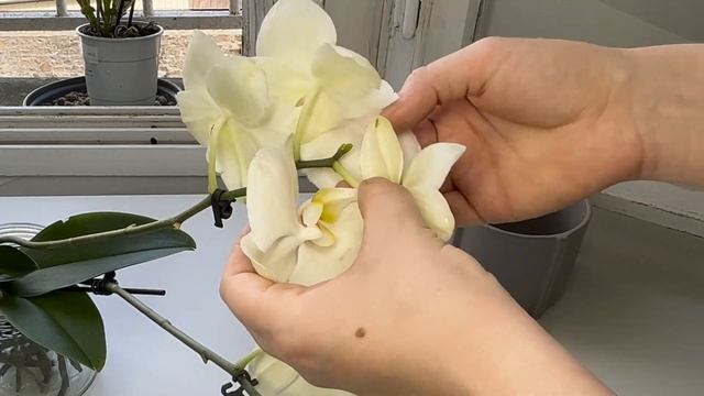 Обработка орхидеи от щитовки \ Пытаюсь сохранить цветы смотреть онлайн