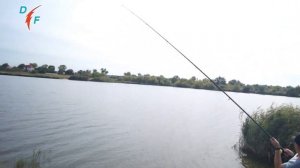 РЫБАЛКА на ТОЛСТОЛОБА и КАРПА. Поймать ТОЛСТОЛОБА в сентябре. МИФ или Реальность?!