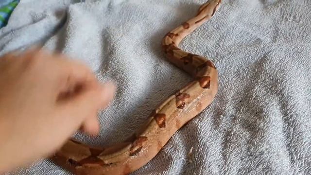 Линька удава / Как помочь змее во время линьки