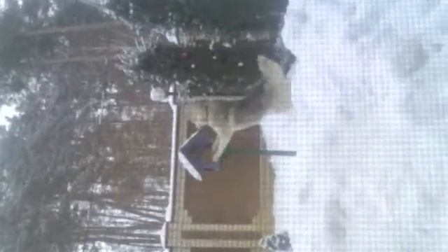 Хаски Фима ворует сало из кормушки для птиц смотреть онлайн